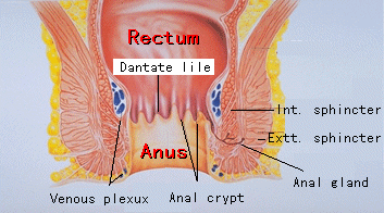 anal verge