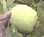 20日目