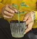 ڂ